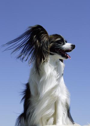 JKCチャンピオンの血を引き継ぐ子犬