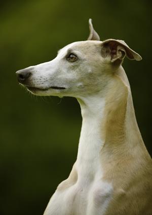 ペット保険で愛犬の万が一に備えよう