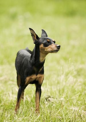 出張にも対応しているペット葬儀専門店