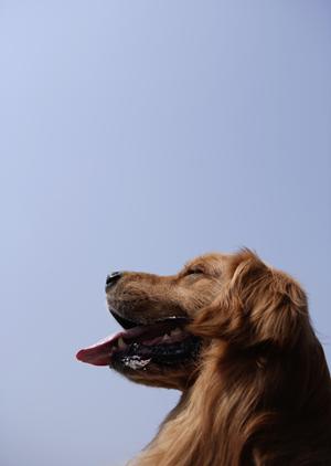 ノルウェージャン子猫の体格と性格