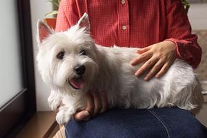 犬用消臭剤とトリミングの併用で臭いをシャットアウト