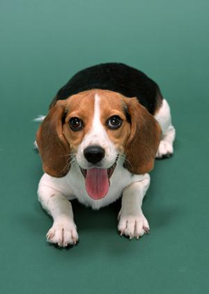 犬長期預かりを依頼するならこちらまで