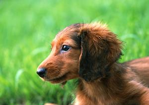 六本木にあるうさぎカフェに行こう